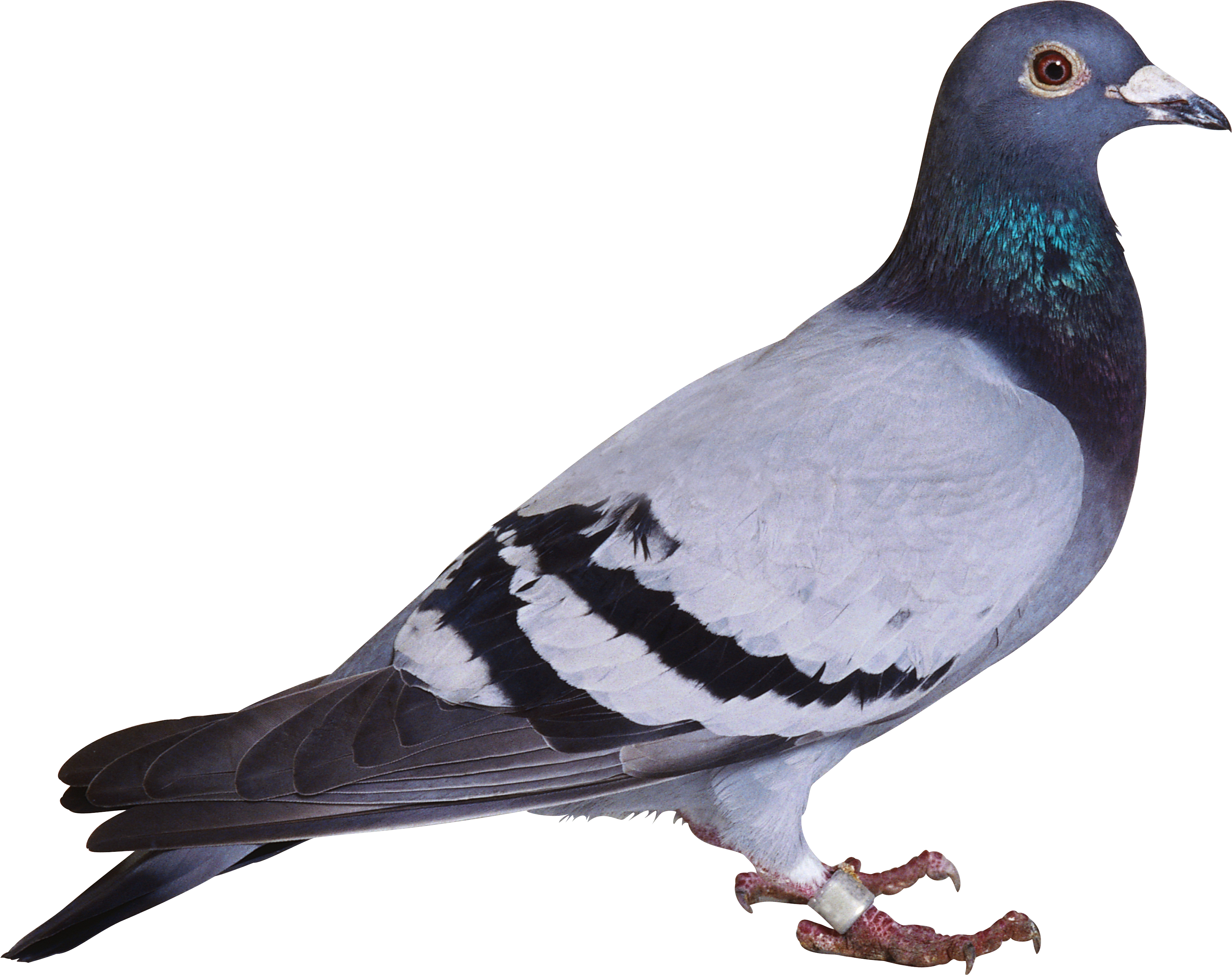 Pigeon Png Image - Pigeon Png (3419x2707), Png Download