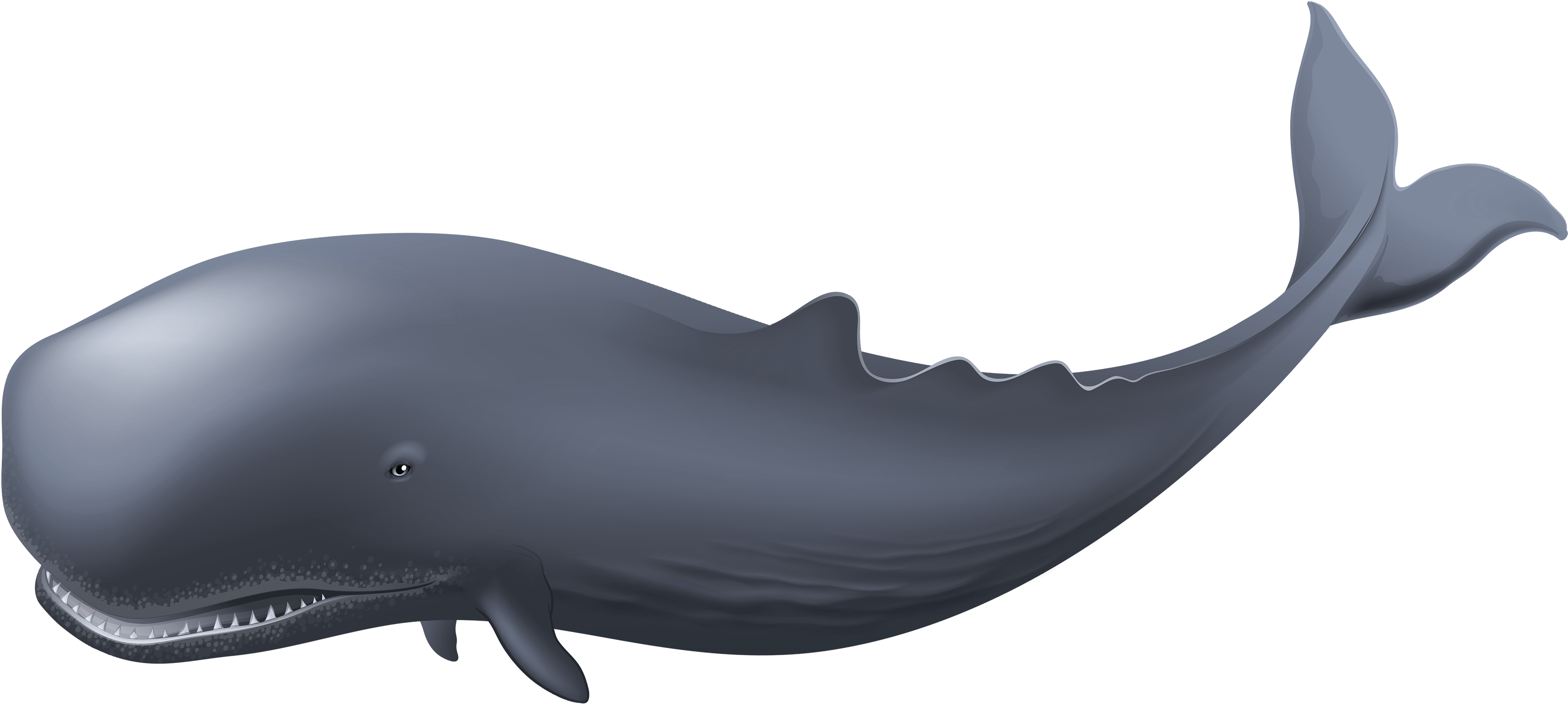 Whale Clipart - Whale Png (3500x1800), Png Download