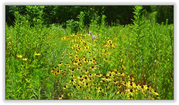 Kenesserie Tallgrass Prairie Chatham Kent - Dandelion (603x355), Png Download