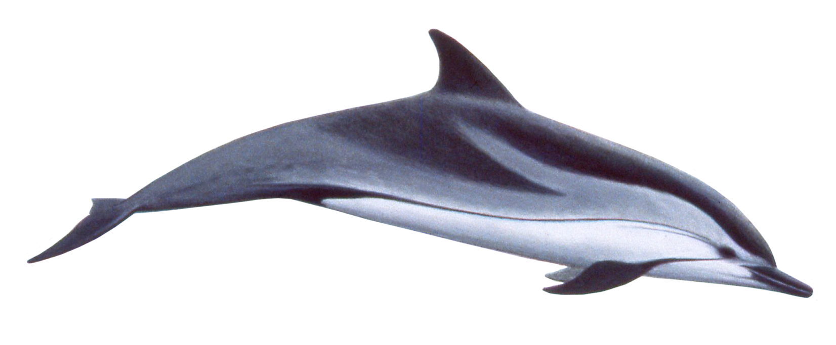 Cute Swimming Dolphin Png Image (1711x682), Png Download