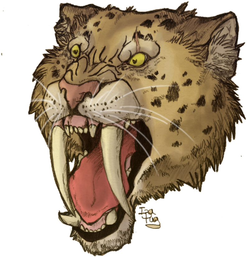 Saber Tooth Tiger Drawing Saber Tooth Tiger Skull Tattoo - Saber Tooth Tiger Head (835x956), Png Download