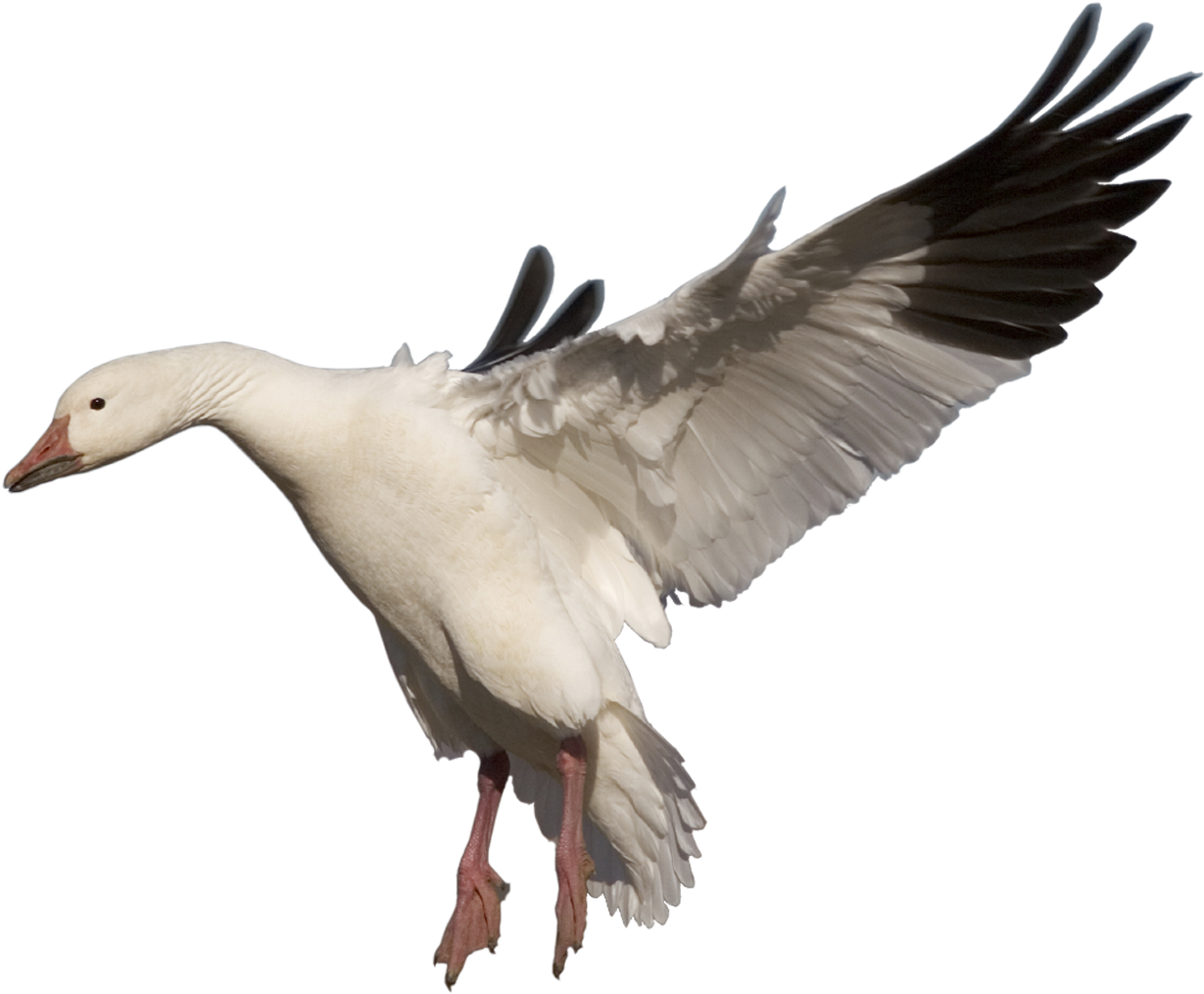Download Amazing High-quality Latest Png Images Transparent - Bar Headed Goose Png (1024x678), Png Download