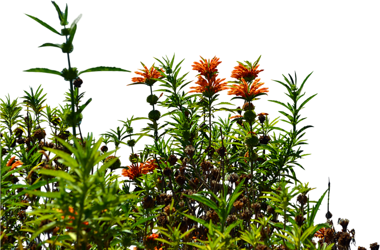 Garden Background Png Clip Art Royalty Free - Wildflowers Png (1600x1060), Png Download