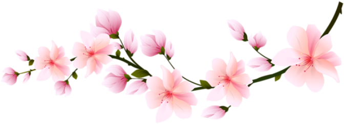 Download Flores Flor Bonita Rosa 5 Png - Transparent Cherry Blossom Branch  PNG Image with No Background 