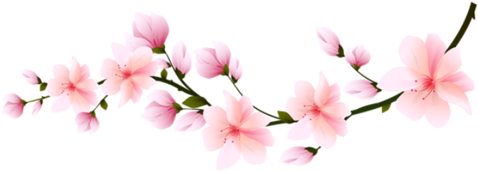 Flores Flor Bonita Rosa 5 Png - Transparent Cherry Blossom Branch
