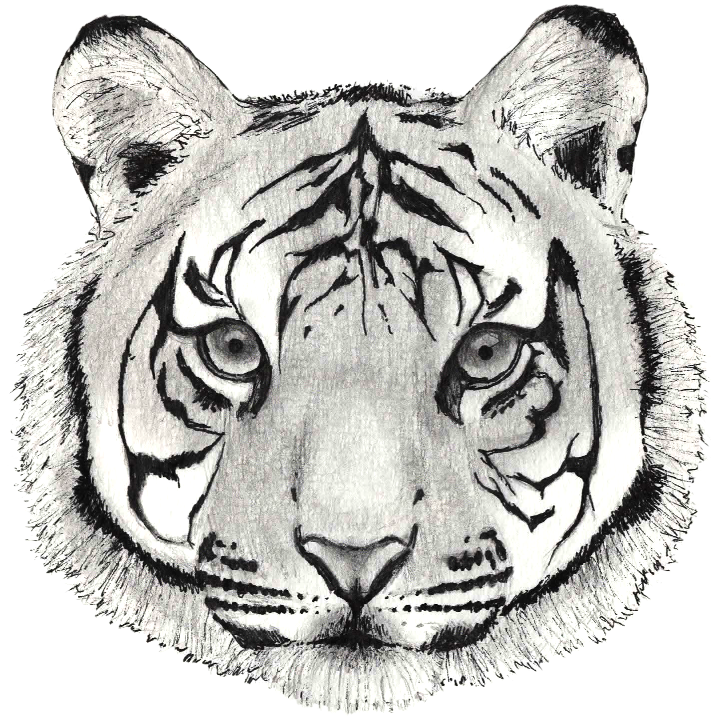 Tiger (1488x1469), Png Download