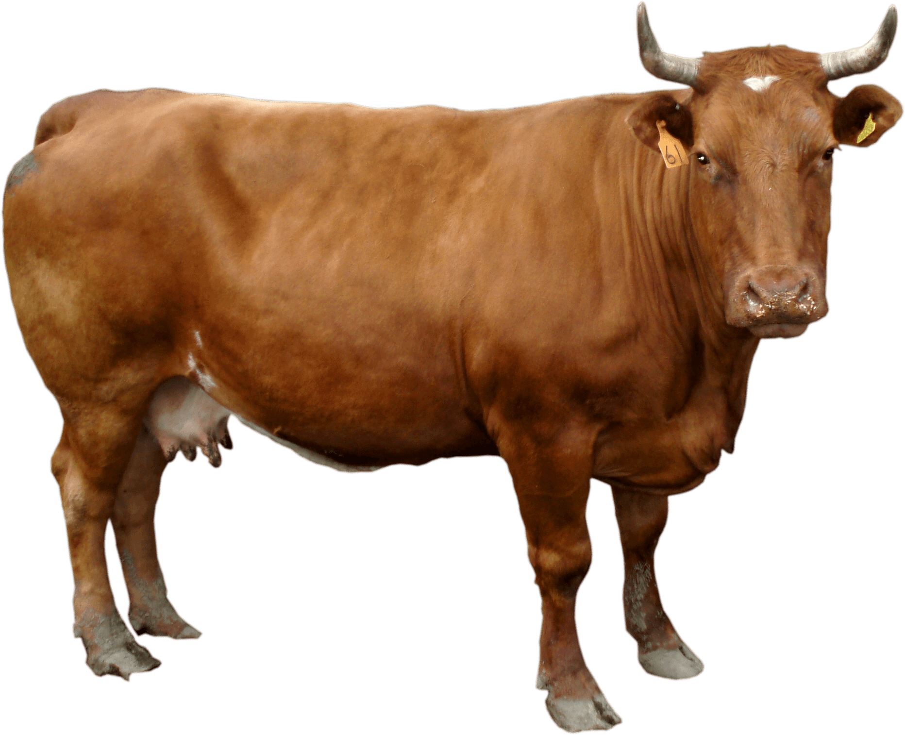Cow Png (2040x1689), Png Download