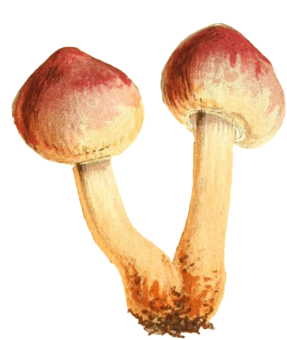 This Graphics Is Two Small Mushrooms Connected To The - Mushroom (1024x1282), Png Download