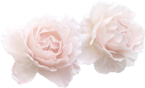 Rose, Flowers, And Pink Image - Kpop Text Tumblr Transparent (500x312), Png Download
