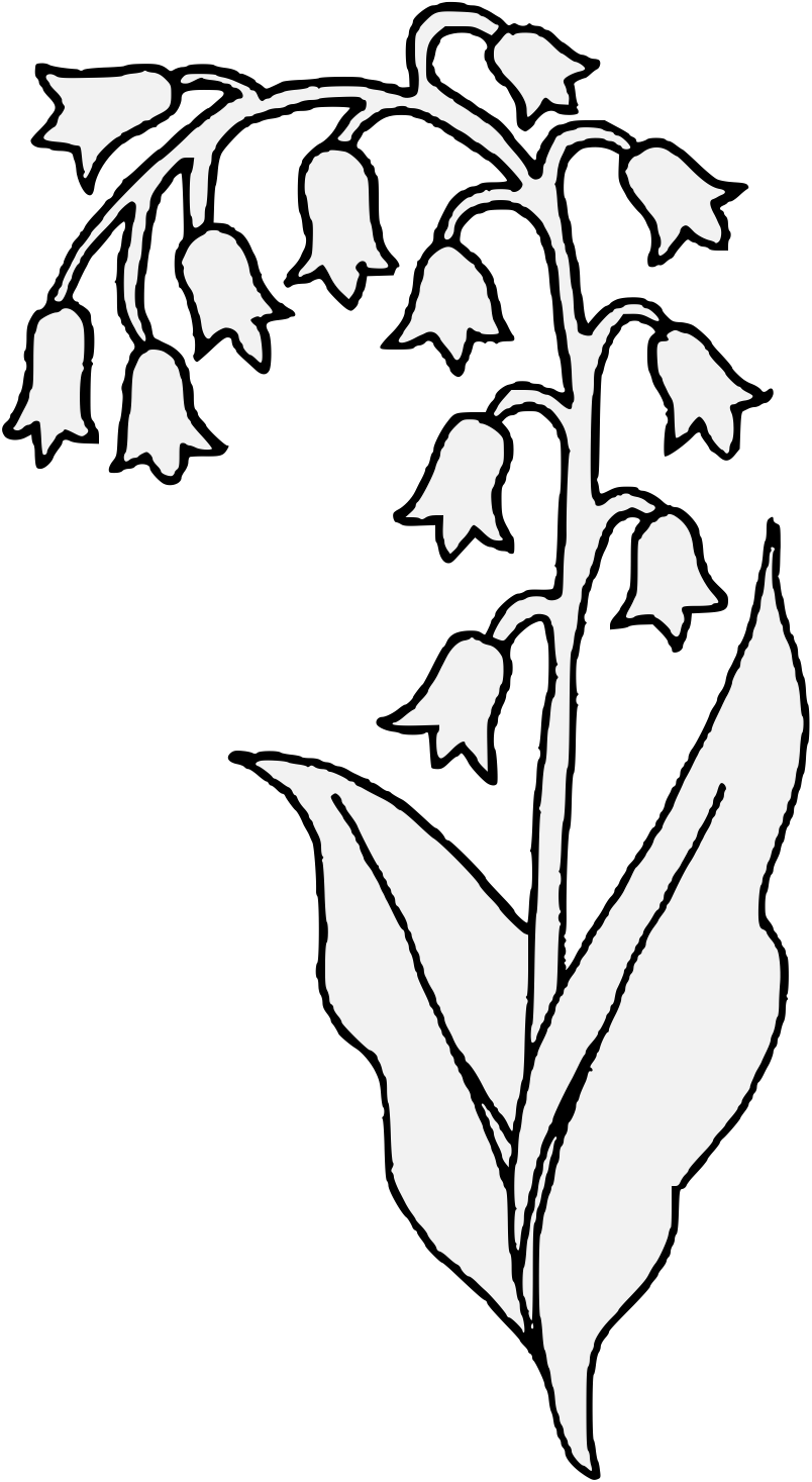 Lily Of The Valley Flower Drawing At Getdrawings - Lilies Of The Valley Clip Art (804x1467), Png Download