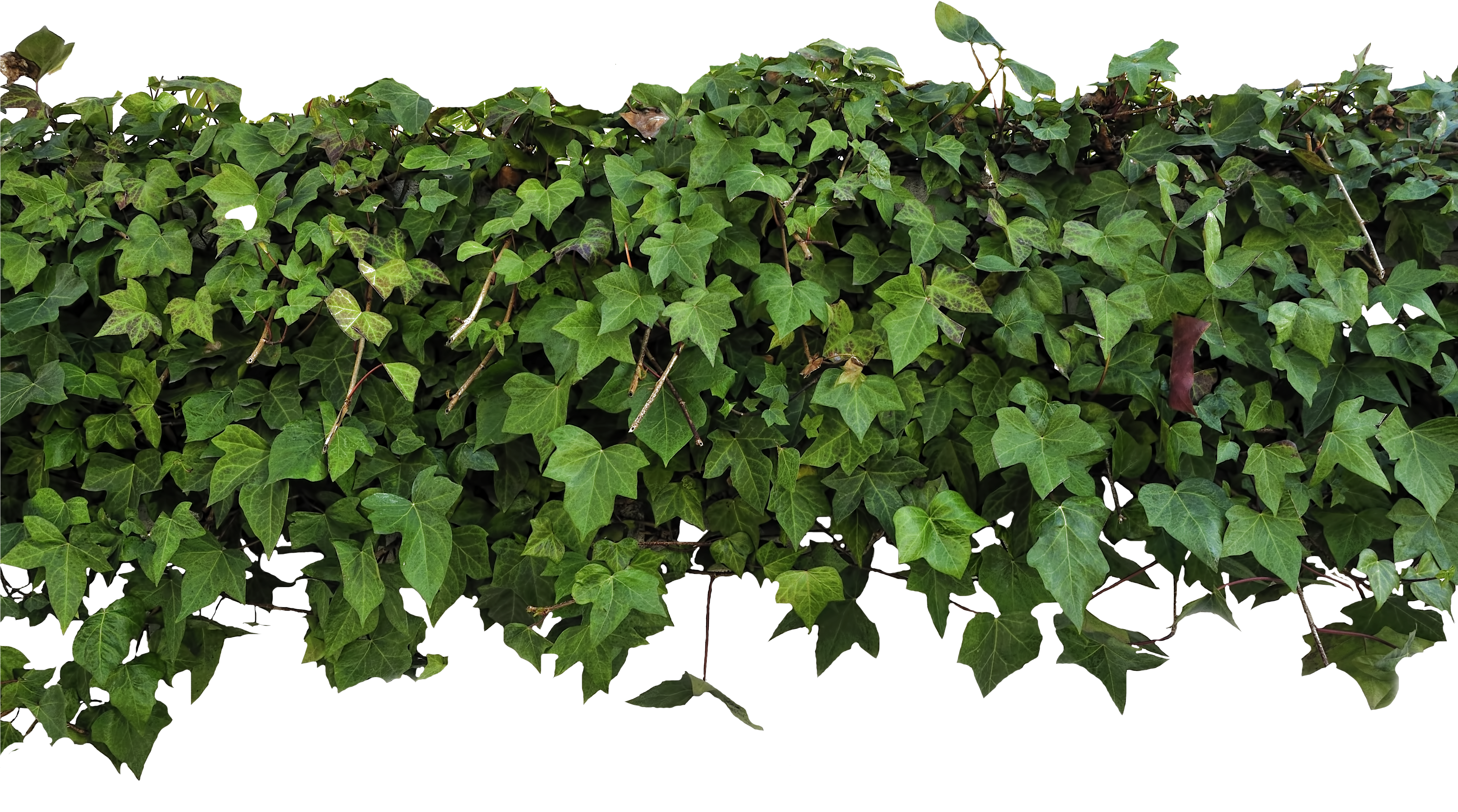 Ivy Overhang Png By Evelivesey - Ivy Texture Png (4288x2501), Png Download