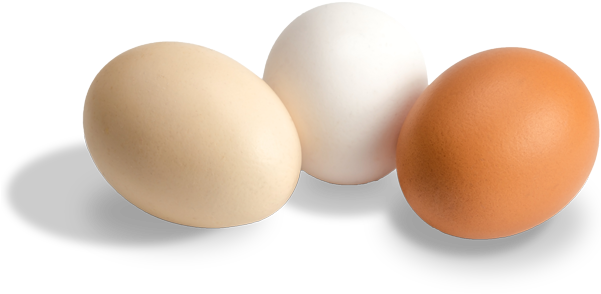 egg PNG transparent image download, size: 435x600px