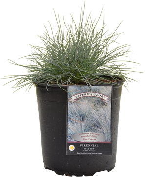 Fountain Grass (375x375), Png Download