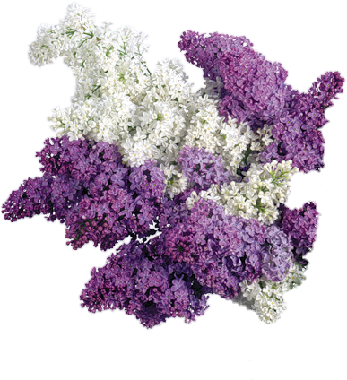 Freetoedit Png Flowers With A Transparent Background - Reval Candle - Scented Cubes Lilac Scented Cube Wax (500x423), Png Download