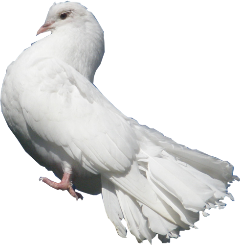 White Dove Snip - Poetry (491x500), Png Download