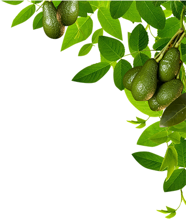 Plant Border Clip Art (381x450), Png Download