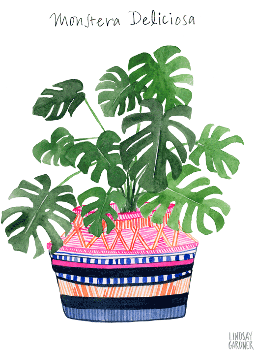 Monstera Deliciosa Watercolor Painting By Lindsay Gardner - Watercolor Painting (576x768), Png Download