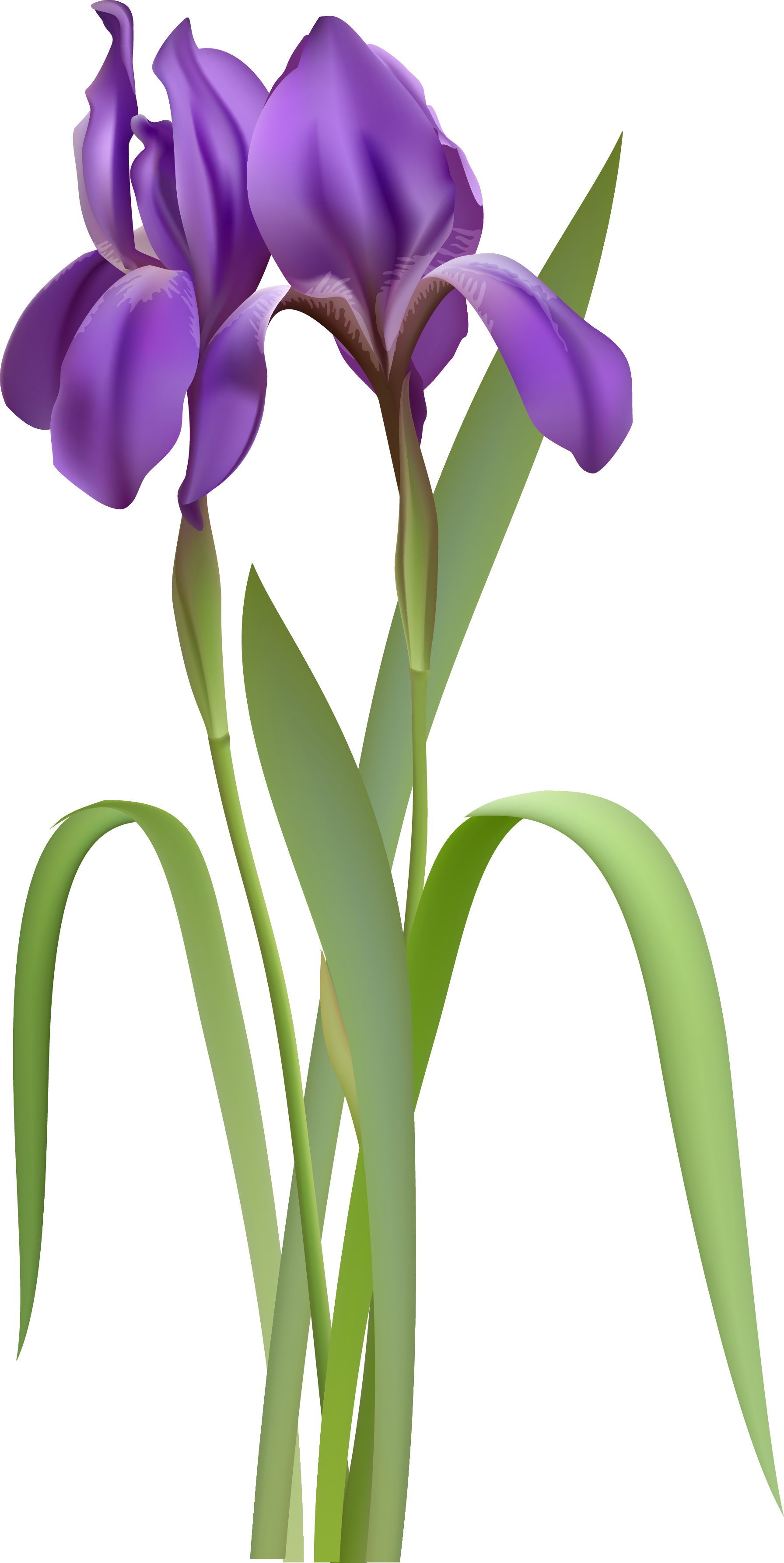 Iris Spring Flower Png Clipart - Iris Png (1792x3572), Png Download