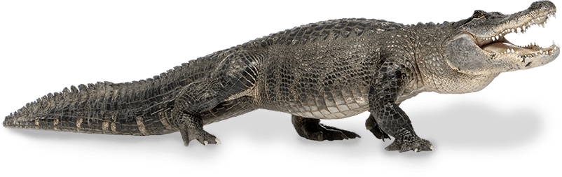 Wild & Farm Raised - Alligator White Background (802x253), Png Download