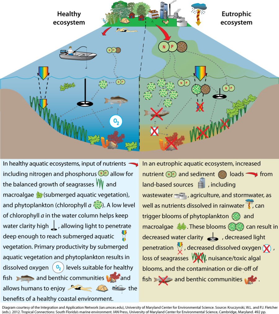 Healthy Storm Water Pond Clipart Surface Runoff Stormwater - Toxic Ecosystem (900x1014), Png Download