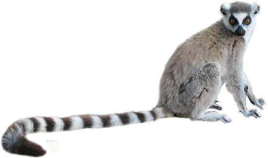 Ring Tailed Lemur Png (550x325), Png Download