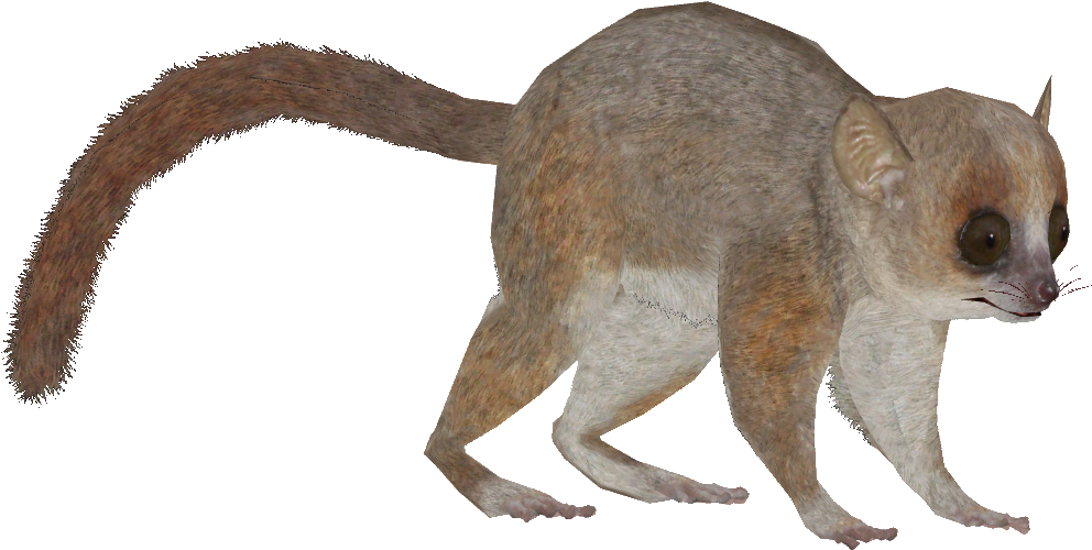 Grey Mouse Lemur - Zt2 Download Library Lemur (1000x1000), Png Download