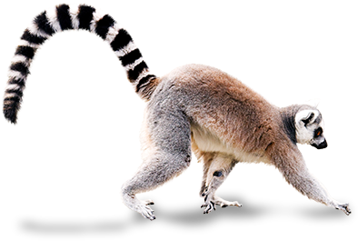 Walking With Lemurs - Ring Tailed Lemur Png (500x323), Png Download