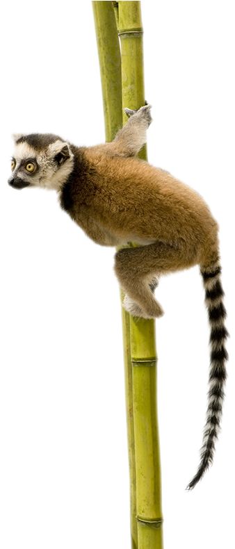 Lemur Tail Png - Lemur Animal Png Hd (525x789), Png Download