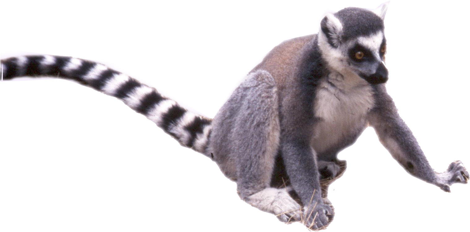 Tail - Madagascar Cat (1654x1360), Png Download