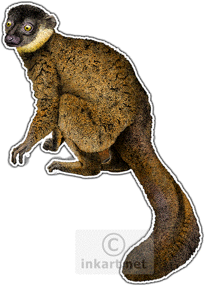 Endangered Animals - Common Brown Lemur (423x590), Png Download