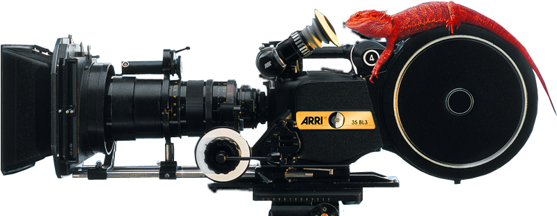 Red Lizard Films - Film (850x316), Png Download