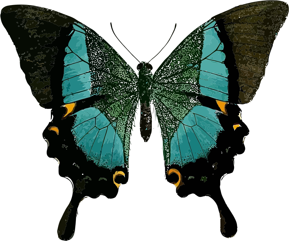 Vector Butterfly - Butterfly Line Of Symmetry (600x500), Png Download