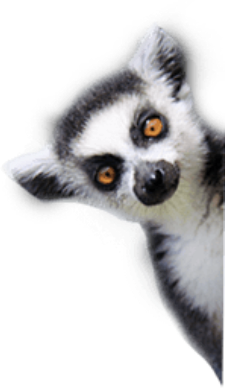 Report Abuse - Lemurs (1024x1295), Png Download