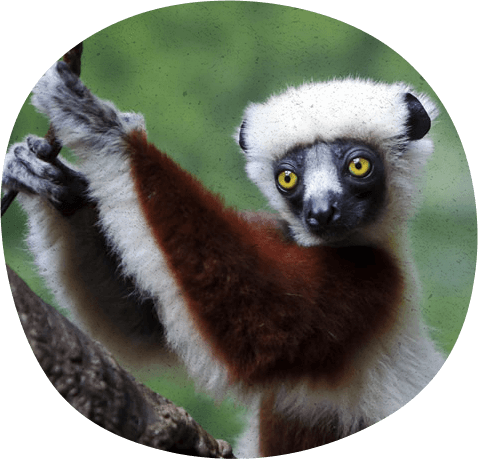 Heed The Call - Lemurs (478x459), Png Download