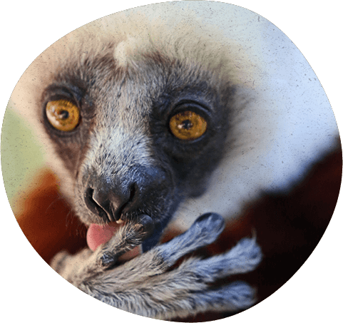 How's My Hair - Lemuriformes (481x453), Png Download