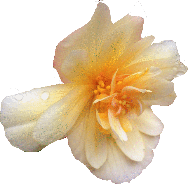 Flower Edit - Begonia (644x632), Png Download