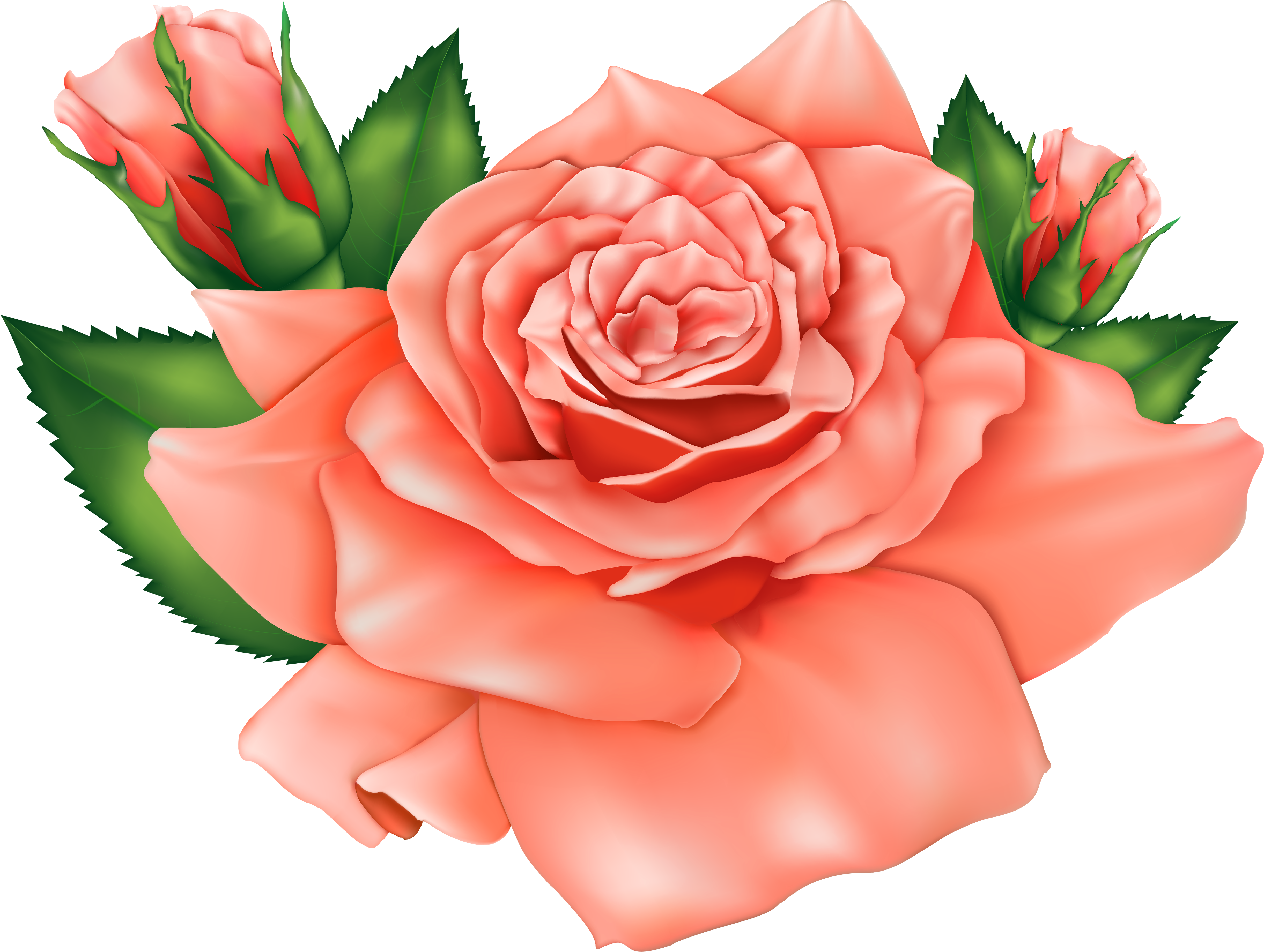 Peach Flower Clipart Orange - Orange Rose Png Clipart (5000x3766), Png Download