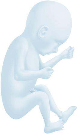 Welcome At The Fetal Medicine Foundation Belgium Clip - Transparent Baby Womb (332x450), Png Download