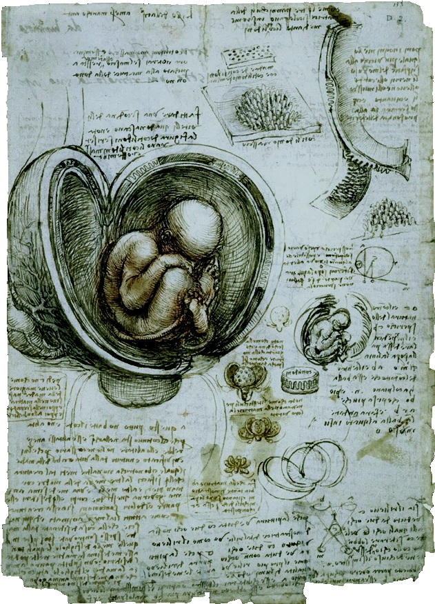 Ac4bf The Fetus In The Womb - Leonardo Da Vinci Studies Of The Fetus (1024x1024), Png Download