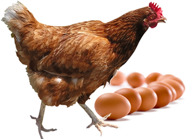 Just As Important As The Quality Of Our Product We - Transparent Background Chicken Png (577x286), Png Download