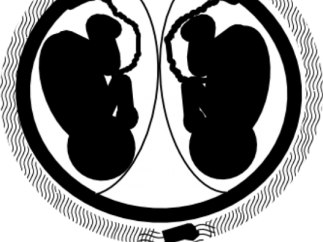 Womb Clipart Baby Fetus - Clip Art (640x480), Png Download