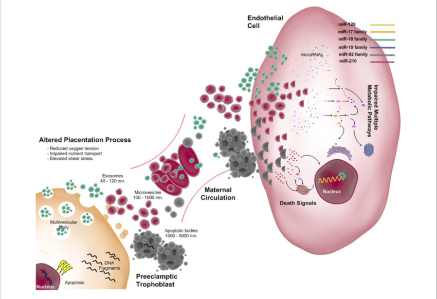 As In Normal Pregnancy Extracellular Vesicles Include - Exosome (850x582), Png Download