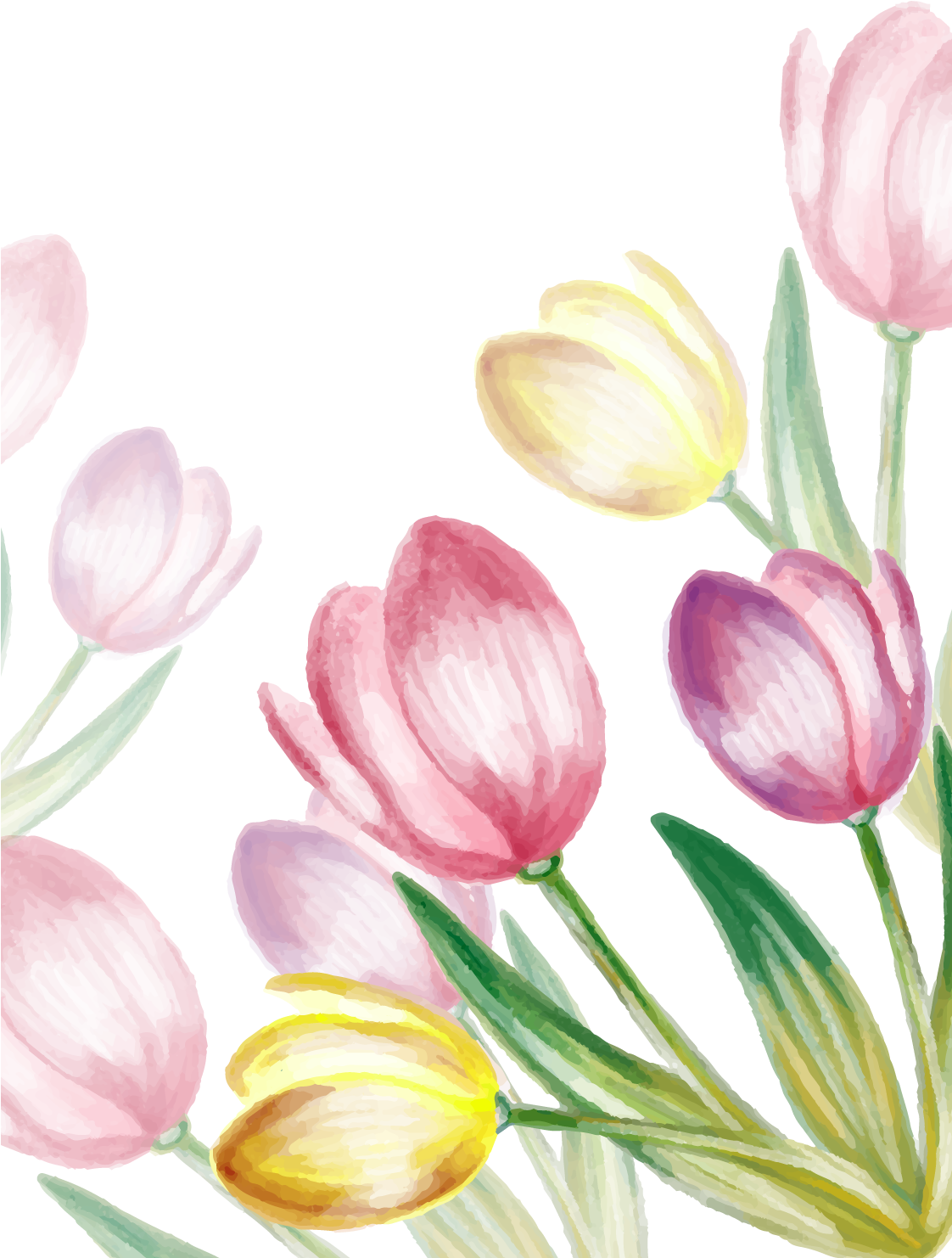 Water Painted Tulip Vector - Tulips Free Vector (1121x1559), Png Download