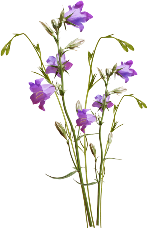 Yandeks - Fotki - Botanical Illustration (519x800), Png Download