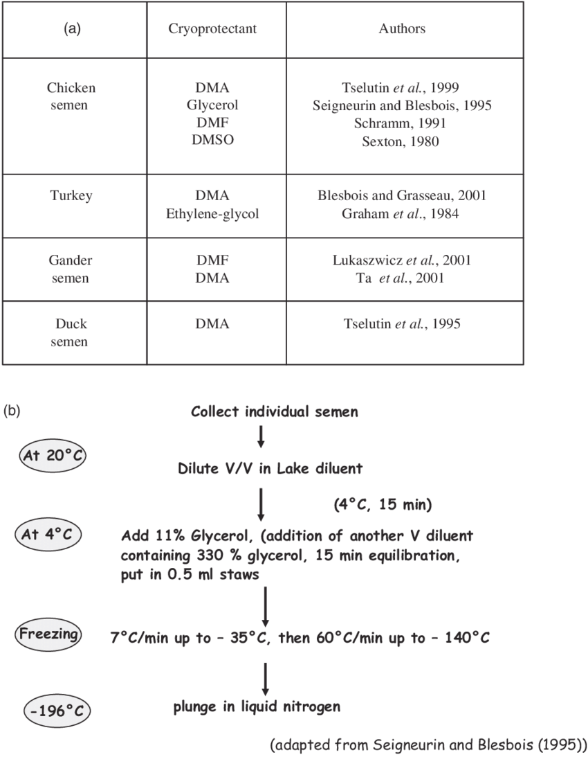 Semen Freezing Procedure - Semen Cryopreservation (850x1093), Png Download