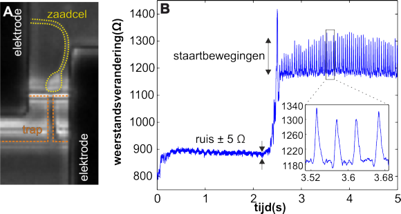 Caffeine (580x310), Png Download