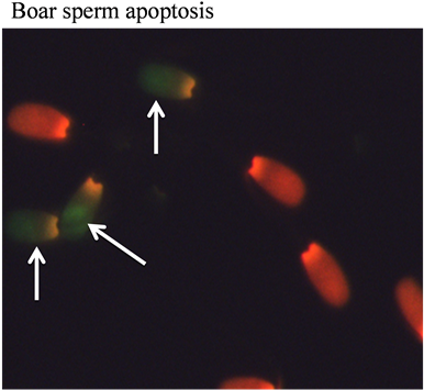The Images Indicating The Boar Semen Apoptosis As Determined - Yo Pro 1 Sperm (903x357), Png Download