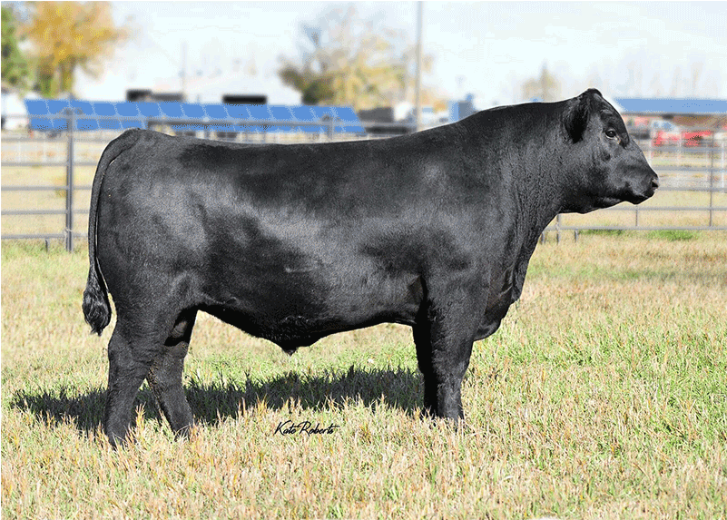 Wcf Payweight 5228 Angus Semen - Southern Cattle Company (800x800), Png Download