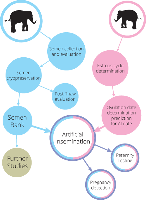 Insemination Is Divided Into 2 Experimental Periods - Diagram (500x687), Png Download