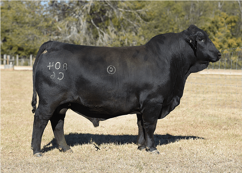 Bwcc Trailhead 804c6 Brangus Semen - Southern Cattle Company (800x800), Png Download